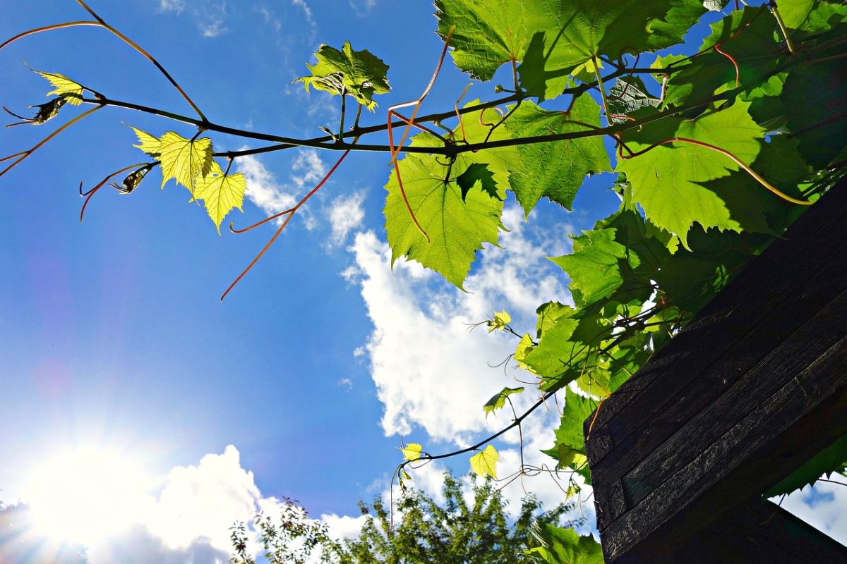 Pergola z dachem rozsuwanym – elastyczne zadaszenie tarasu na każdą pogodę