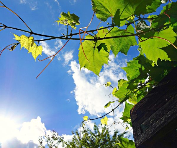 Pergola z dachem rozsuwanym – elastyczne zadaszenie tarasu na każdą pogodę