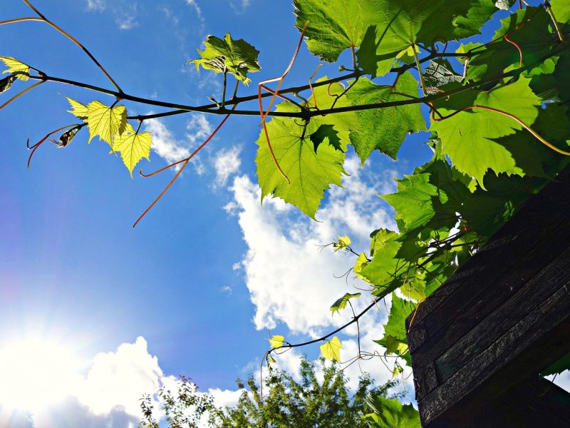 Pergola z dachem rozsuwanym – elastyczne zadaszenie tarasu na każdą pogodę